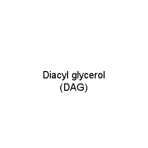 Diacyl glycerol (DAG)